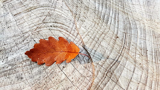 brown maple leaf on white surface thumbnail