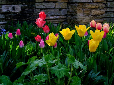 assorted color tulips flowers near concrete wall during daytime thumbnail