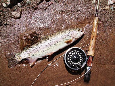 green and gray big mouth billy bass fish thumbnail