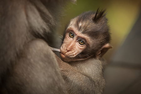 baby primate thumbnail
