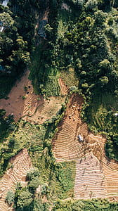 high angle photo of brown soil and trees thumbnail