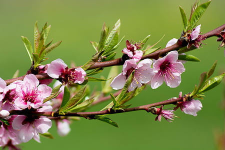 pink flowers thumbnail