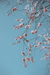 photo of pink leaf tree during daytime thumbnail