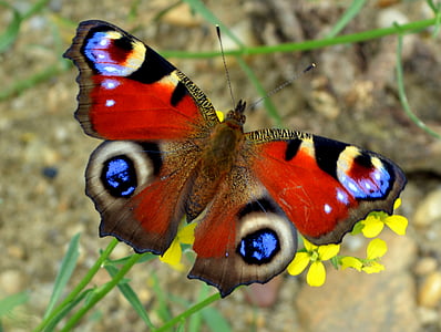 peacock butterfly on yellow flower thumbnail