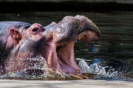 hippopotamus thumbnail