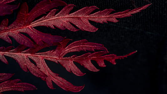 red leaf with black background thumbnail