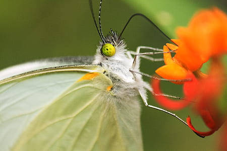 orange and white flowers thumbnail
