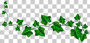 Vine Ivy Drawing , Vine Ivy Decoration , green leafed vine illustration PNG clipart