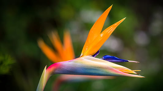 Closeup Photography of Bird of Paradise Flower thumbnail