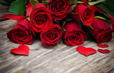 red roses close-up photography thumbnail