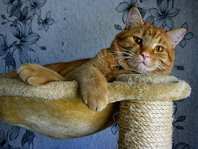 orange tabby cat lying on brown hammock thumbnail