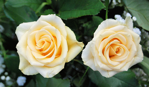 shallow focus on a two yellow rose flowers thumbnail