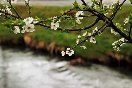 selective focus photography of white cherry blossoms thumbnail