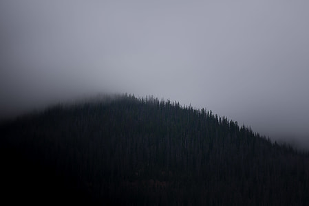 mountain covered with pine trees and fog thumbnail