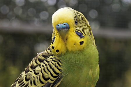 selective focus of yellow-and-black budgerigar thumbnail