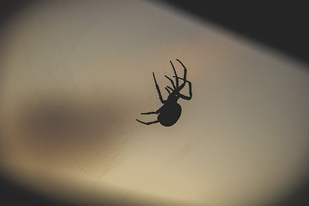 silhouette photography of spider thumbnail