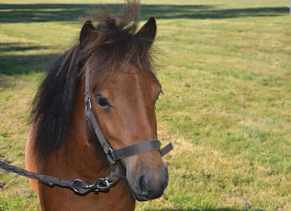 Head Of Shetland Pony, Horseback Riding thumbnail