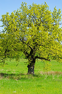 green leafed tree under clear blue sky thumbnail