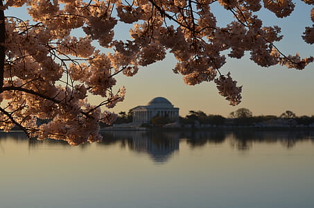 white tree blossoms near clear water front of concrete building thumbnail