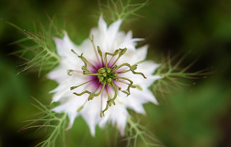 white petal flower shallow focus photo thumbnail