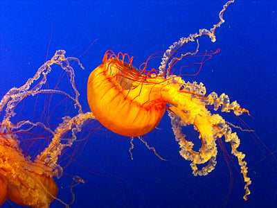 orange jelly fish thumbnail