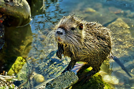 close-up photo of brown beaver thumbnail
