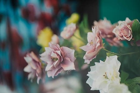 macro shot photography of pink flowers thumbnail
