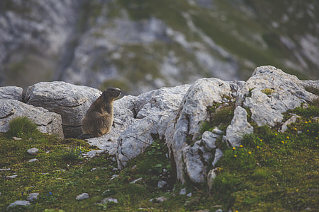 gray rodent on white rock thumbnail