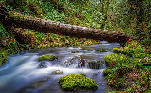 brown log on top of body of water on forest thumbnail