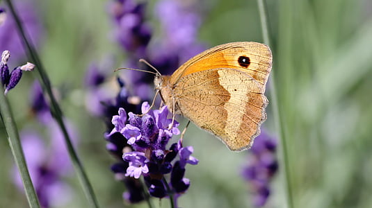 macro shot photography of brown butterfly and purple flower during daytime thumbnail