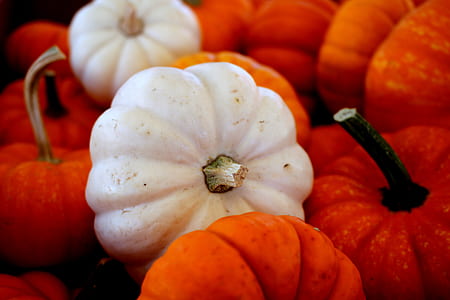 bunch of pumpkin thumbnail