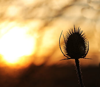 photography of silhouette of clustered flower thumbnail