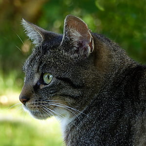 closeup photo of brown tabby cat thumbnail