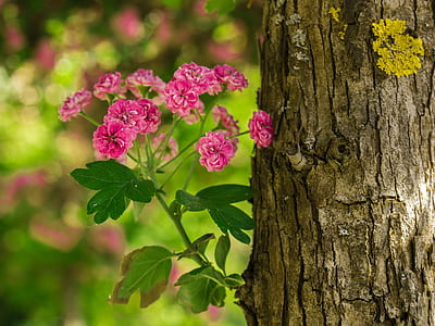 shallow focus photography of pink flowers thumbnail