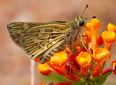 brown skipper moth on orange flowers thumbnail
