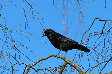 Black Crow Bird thumbnail