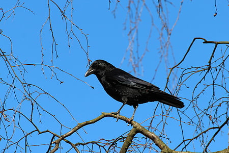 black raven thumbnail