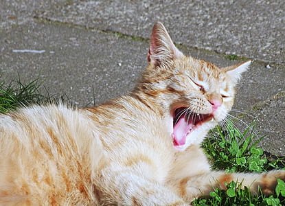 orange tabby cat yawning near green leafed plant thumbnail