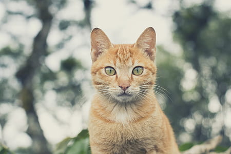 selective focus photography of orange tabby cat thumbnail