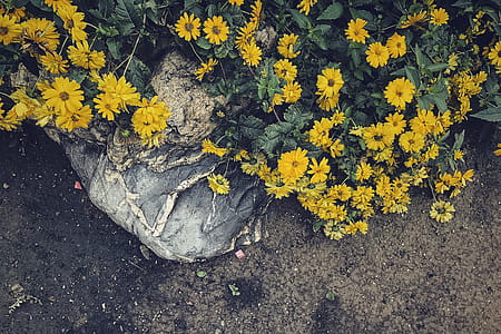 Top View of Yellow Daisies thumbnail