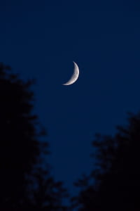 moon, sky, tree, forest thumbnail