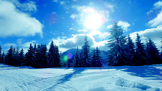 landscape photography of tree during winter thumbnail