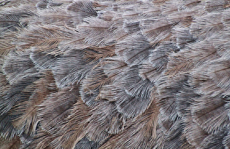 grey and bronw fur textile thumbnail