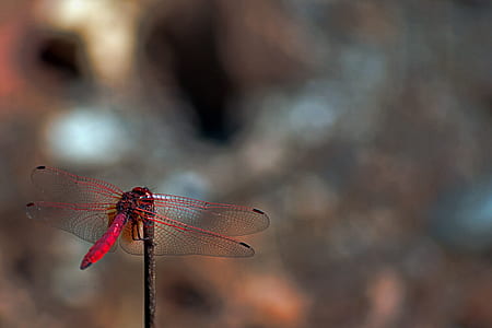red dragonfly on stick thumbnail