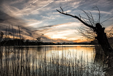 silhouette photography of lake with tree during golden hour thumbnail