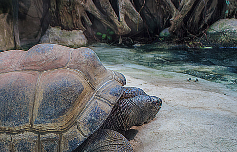 Seychelles Giant Tortoises thumbnail