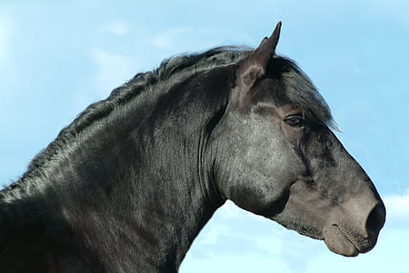selective focus photography of black horse thumbnail