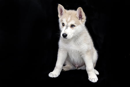 copper and white Siberian husky puppy thumbnail
