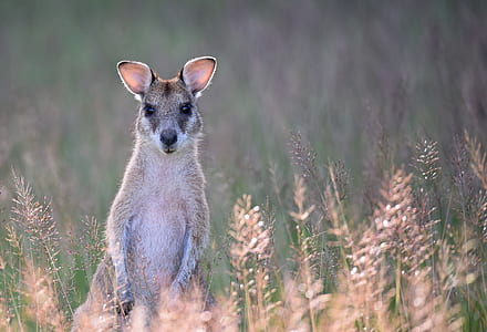 gray kangaroo on field thumbnail