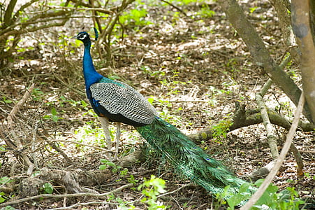 bird, animal, colourful, outdoors thumbnail